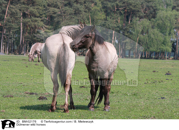 Dlmener wild horses / BM-02176