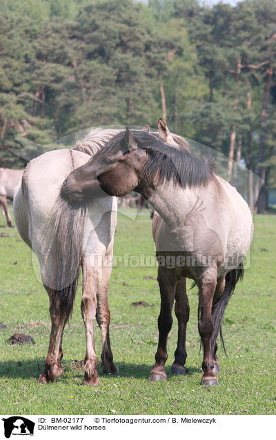 Dlmener wild horses / BM-02177