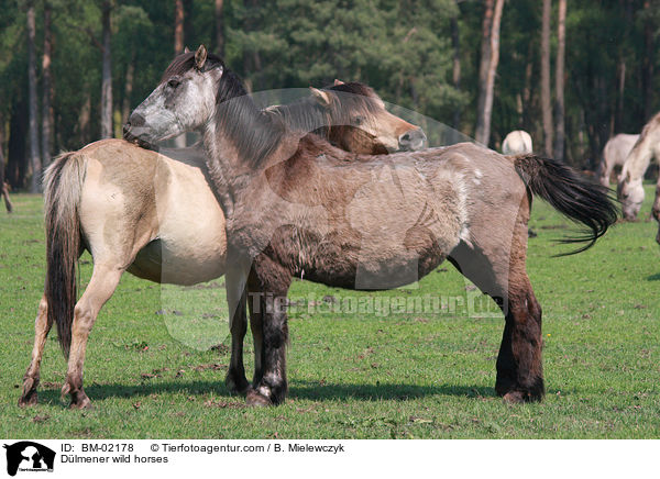 Dlmener Wildpferde / Dlmener wild horses / BM-02178