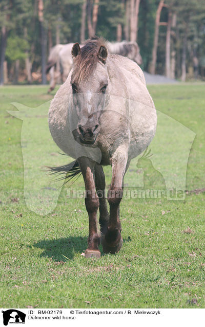 Dlmener Wildpferd / Dlmener wild horse / BM-02179