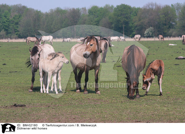 Dlmener Wildpferde / Dlmener wild horses / BM-02180