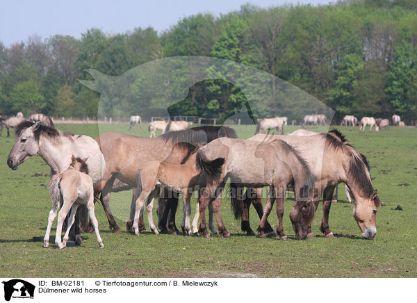Dlmener Wildpferde / Dlmener wild horses / BM-02181