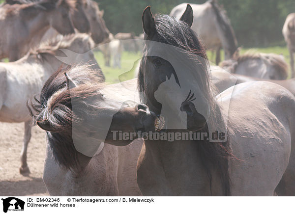 Dlmener Wildpferde / Dlmener wild horses / BM-02346