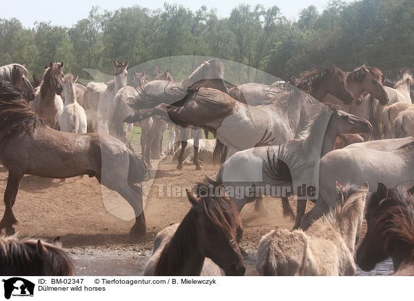 Dlmener Wildpferde / Dlmener wild horses / BM-02347