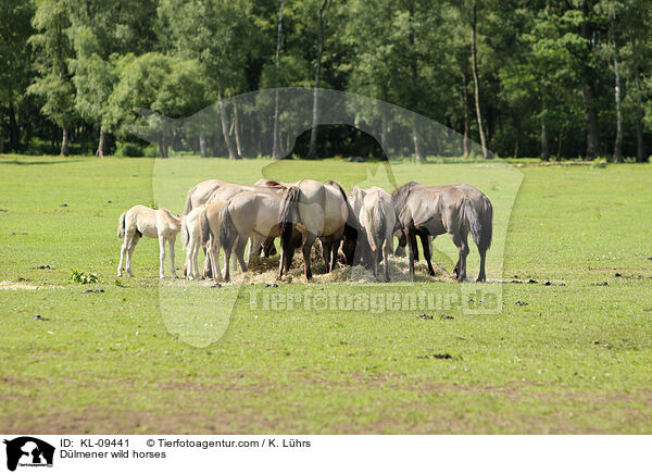 Dlmener wild horses / KL-09441