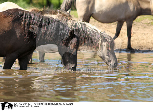 Dlmener Wildpferde / Dlmener wild horses / KL-09443