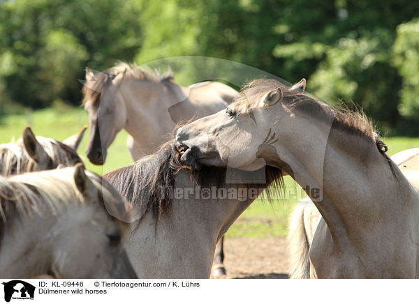 Dlmener Wildpferde / Dlmener wild horses / KL-09446