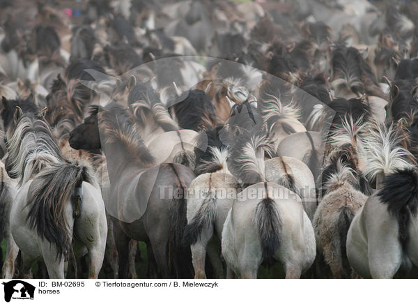 Dlmener Wildpferde / horses / BM-02695