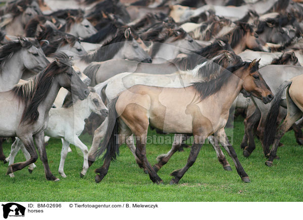 Dlmener Wildpferde / horses / BM-02696