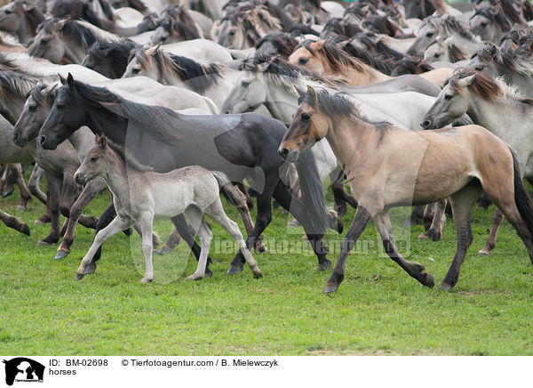 Dlmener Wildpferde / horses / BM-02698