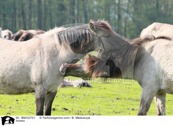 Dlmener Wildpferde / horses / BM-02701