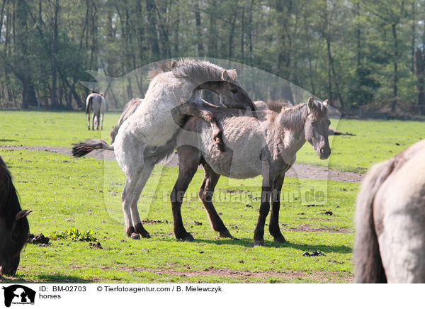 Dlmener Wildpferde / horses / BM-02703