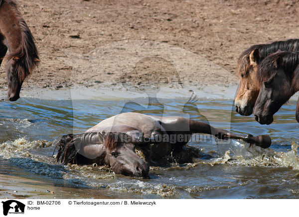 Dlmener Wildpferd / horse / BM-02706