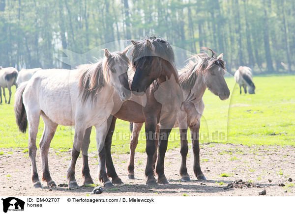 Dlmener Wildpferde / horses / BM-02707