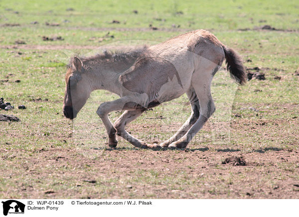 Dlmener Wildpferd / Dulmen Pony / WJP-01439