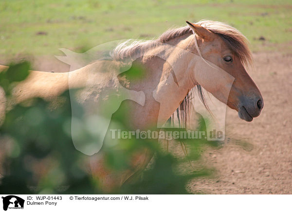 Dlmener Wildpferd / Dulmen Pony / WJP-01443