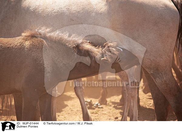 Dlmener Wildpferde / Dulmen Ponies / WJP-01444