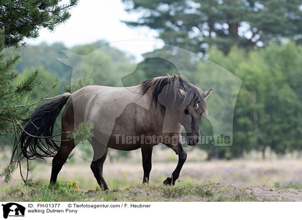 laufendes Dlmener Wildpferd / walking Dulmen Pony / FH-01377