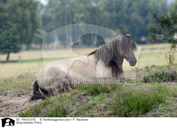 liegendes Dlmener Wildpferd / lying Dulmen Pony / FH-01378