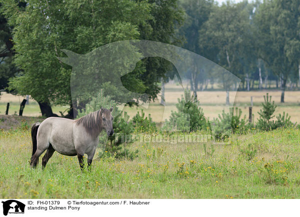 stehendes Dlmener Wildpferd / standing Dulmen Pony / FH-01379