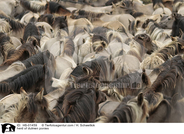 Dlmener Wildpferde Herde / herd of dulmen ponies / HS-01459