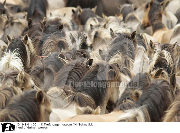 Dlmener Wildpferde Herde / herd of dulmen ponies / HS-01460
