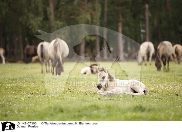 Dlmener Wildpferde / Dulmen Ponies / KB-07300