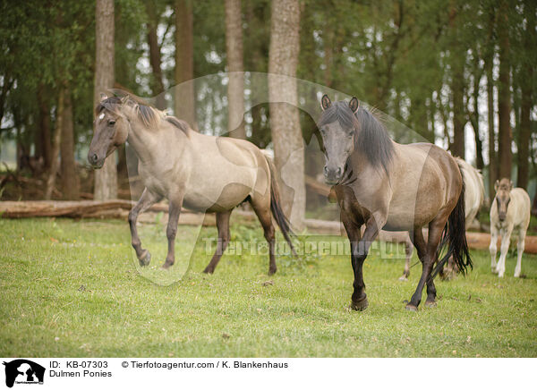 Dlmener Wildpferde / Dulmen Ponies / KB-07303