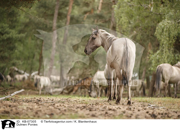 Dlmener Wildpferde / Dulmen Ponies / KB-07305