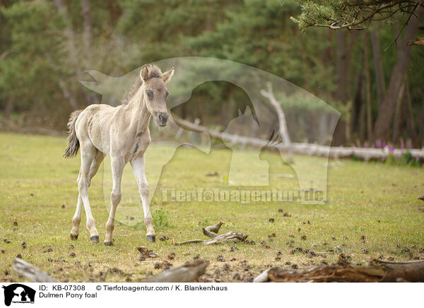 Dlmener Wildpferd Fohlen / Dulmen Pony foal / KB-07308