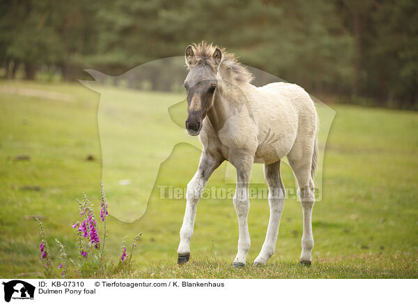 Dlmener Wildpferd Fohlen / Dulmen Pony foal / KB-07310