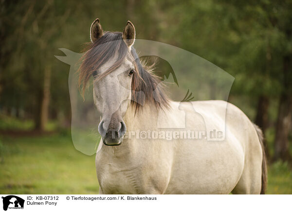 Dlmener Wildpferd / Dulmen Pony / KB-07312
