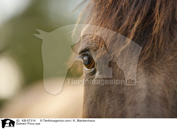 Dlmener Wildpferd Auge / Dulmen Pony eye / KB-07314