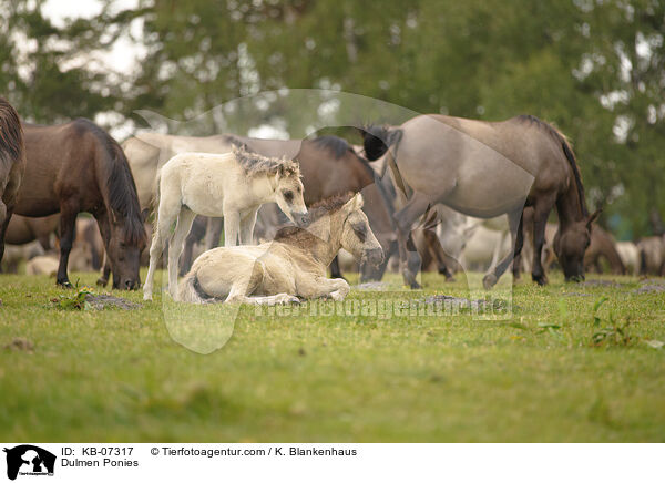 Dlmener Wildpferde / Dulmen Ponies / KB-07317