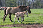 Dlmen horses