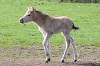 Dlmen horse foal