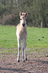 Dlmen horse foal