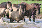 Dlmen horses