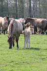 Dlmen horses