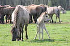 Dlmen horses