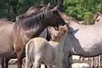 Dlmener wild horses