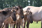 Dlmener wild horses