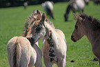 Dlmener wild horses foals