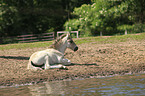 Dlmener wild horse foal