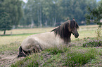 lying Dulmen Pony