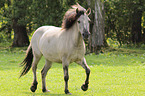 dulmen pony