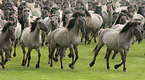 herd of dulmen ponies