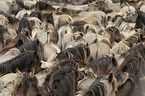 herd of dulmen ponies