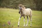 Dulmen Pony foal