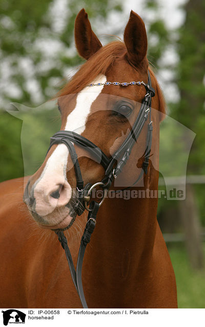 Hollndisches Reitpony im Portrait / horsehead / IP-00658